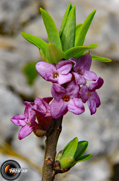 Bois joli2_Vercors