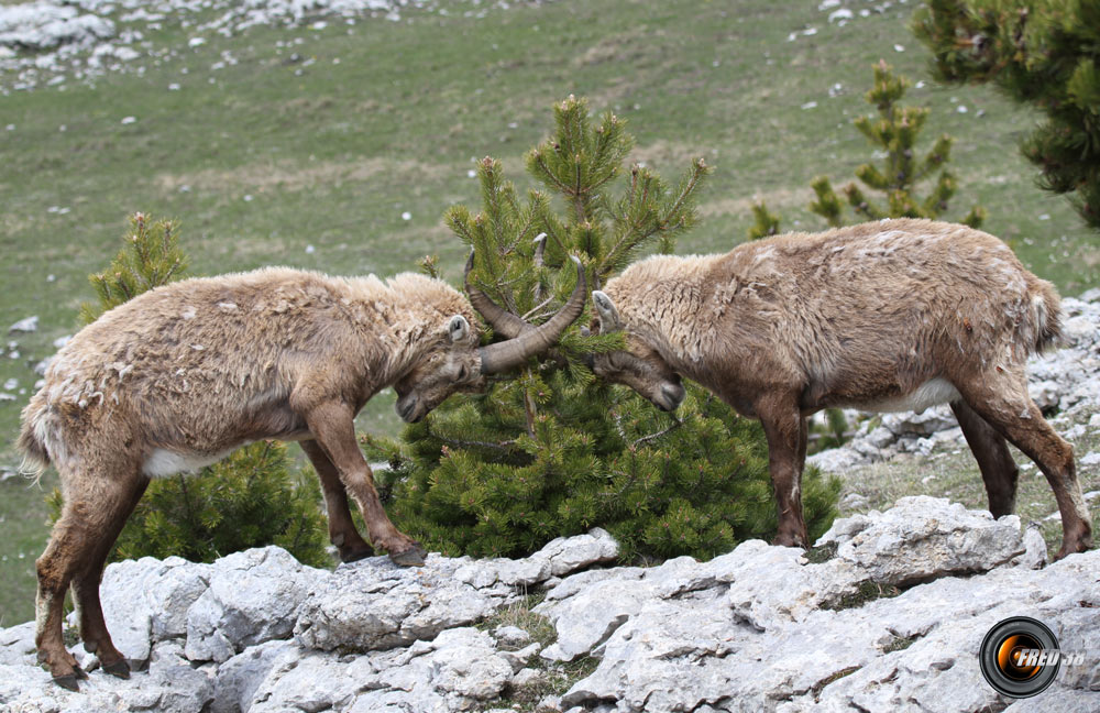 Bouquetins  Vercors