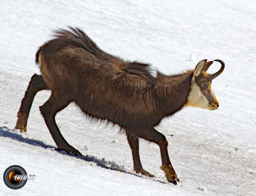 Chamois Mercantour