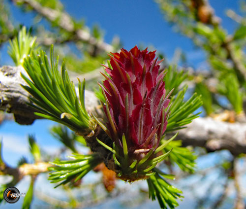 Fleurs de mélèze_Mercantour