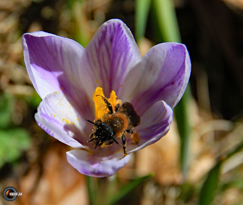 Crocus biguaré_Vercors