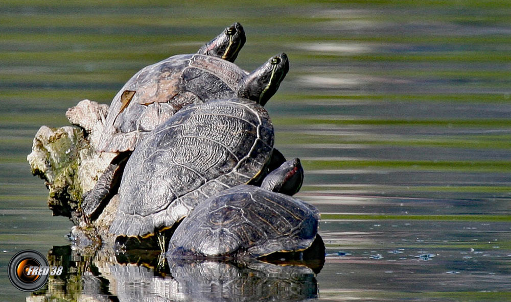 Tortues de Floride